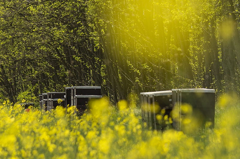 Repce mező virágzása